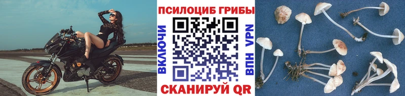 Галлюциногенные грибы Psilocybe Оханск